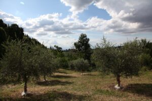 001lab-mendini-addobbo-alberi